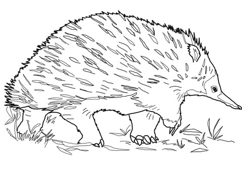 Walking Echidna Coloring Page